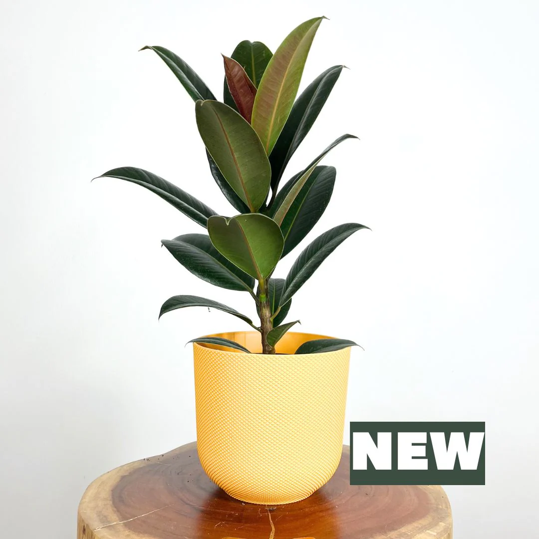 Rubber Plant