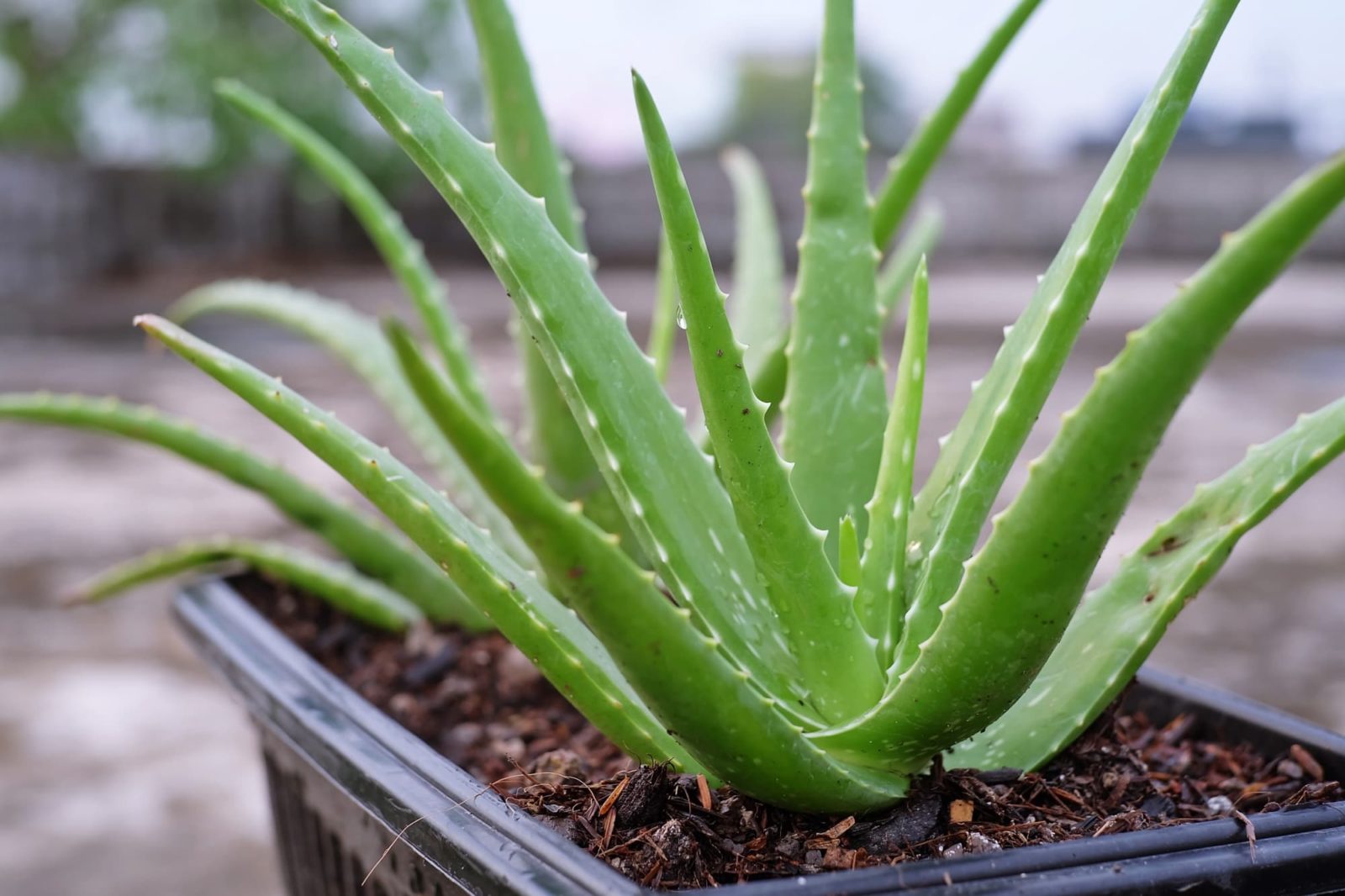 Aloe Plant