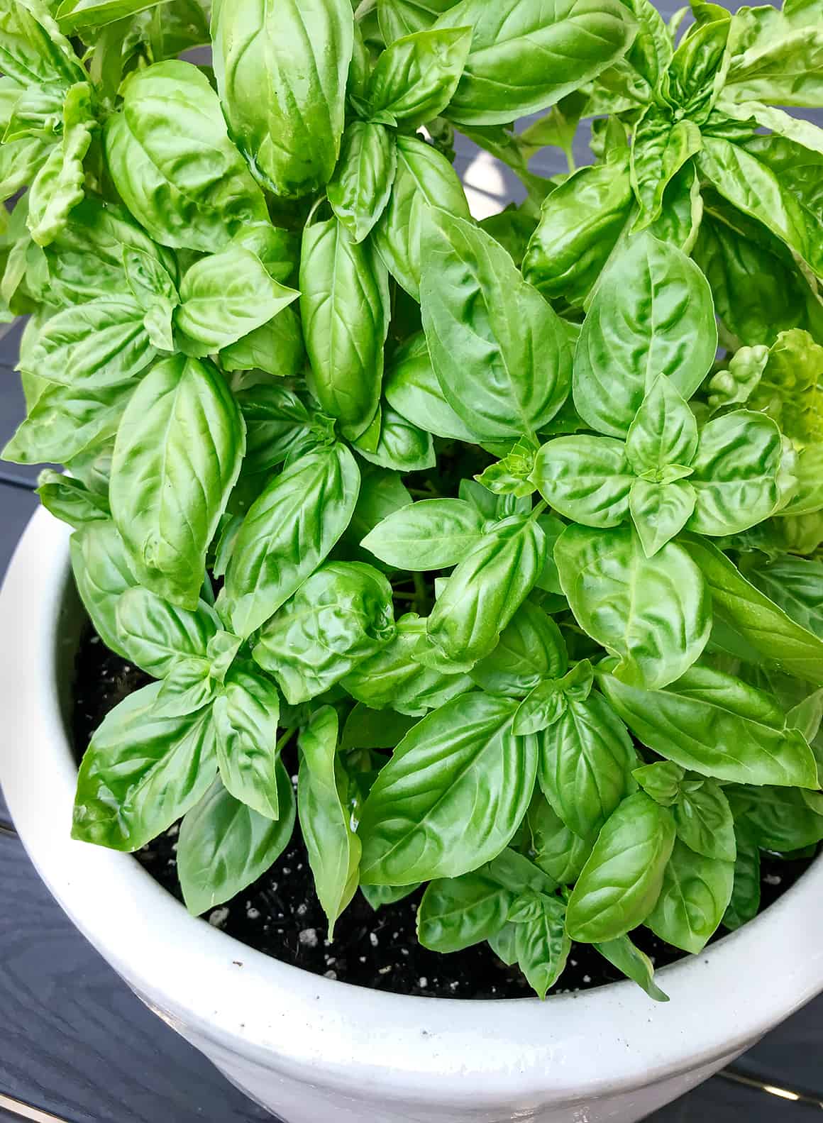 Basil (Ocimum Basilicum)
