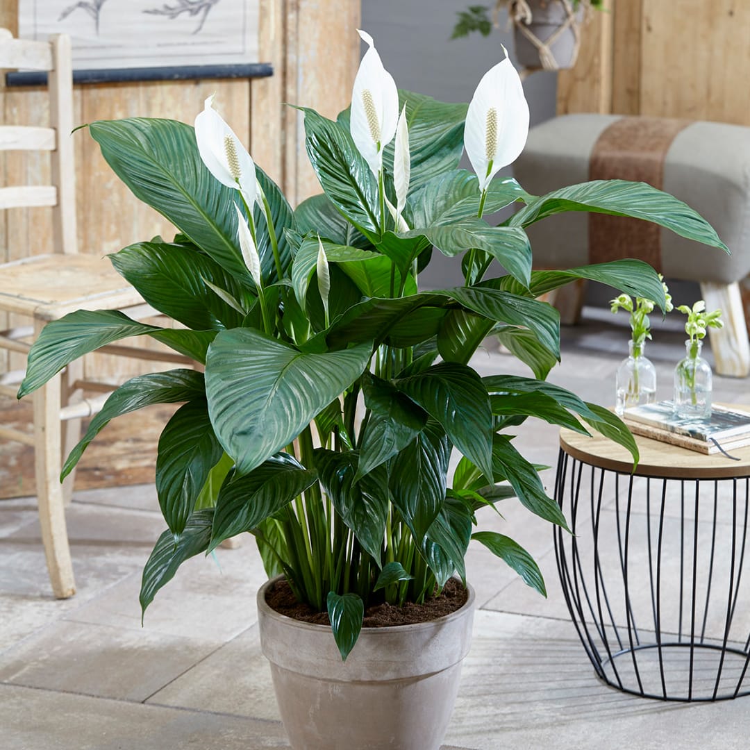 Peace Lily