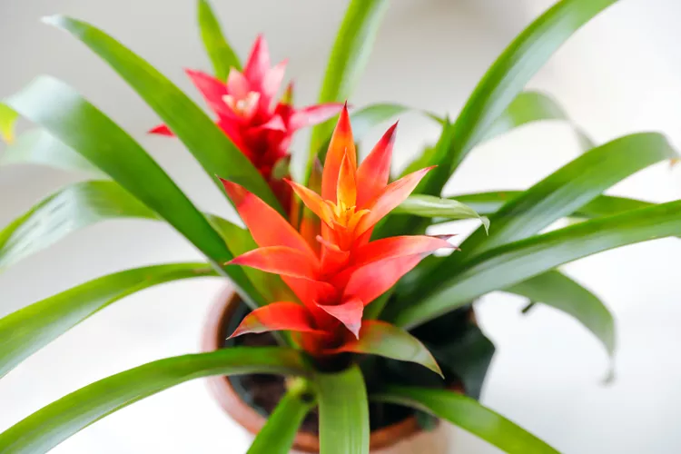 Bromeliad