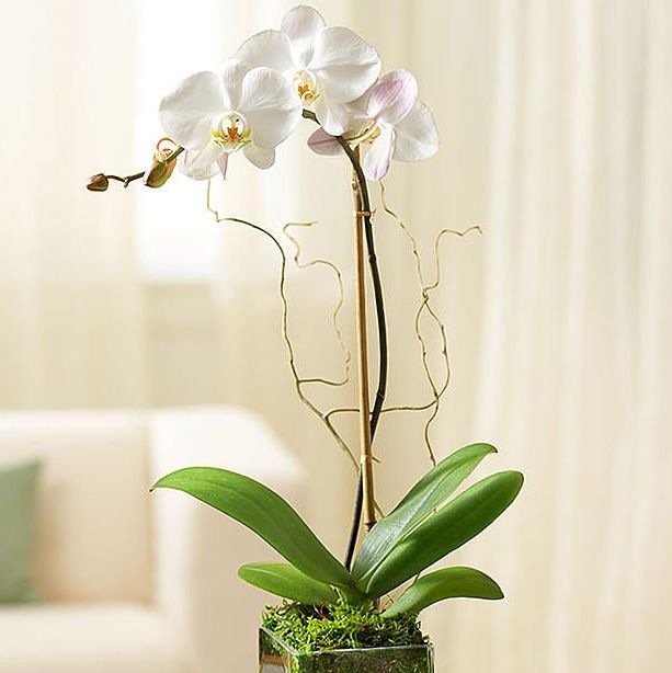 Orchid