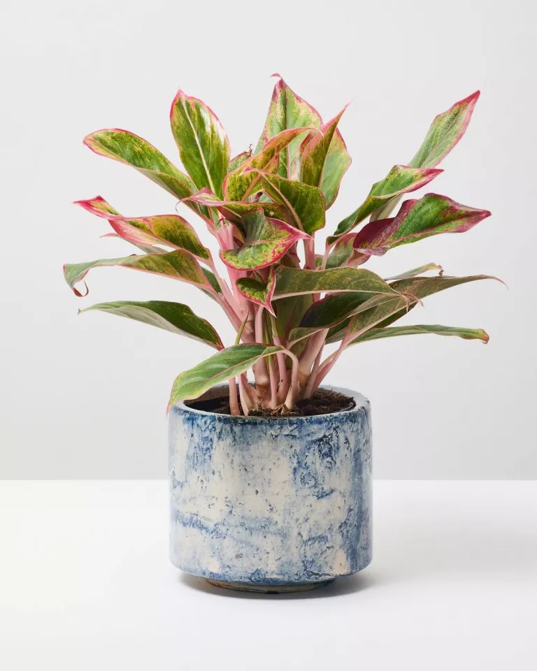 Chinese Evergreen Crete